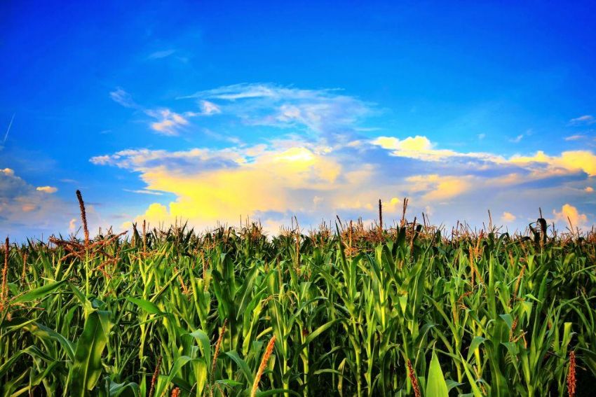 Misirlarin arkasinda gnbatimi