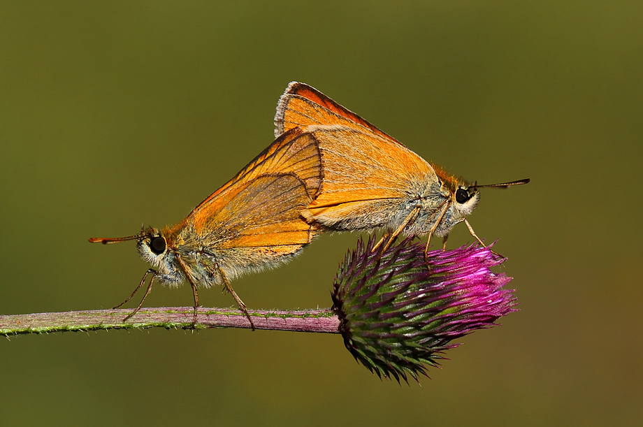 Sar Antenli Zpzp