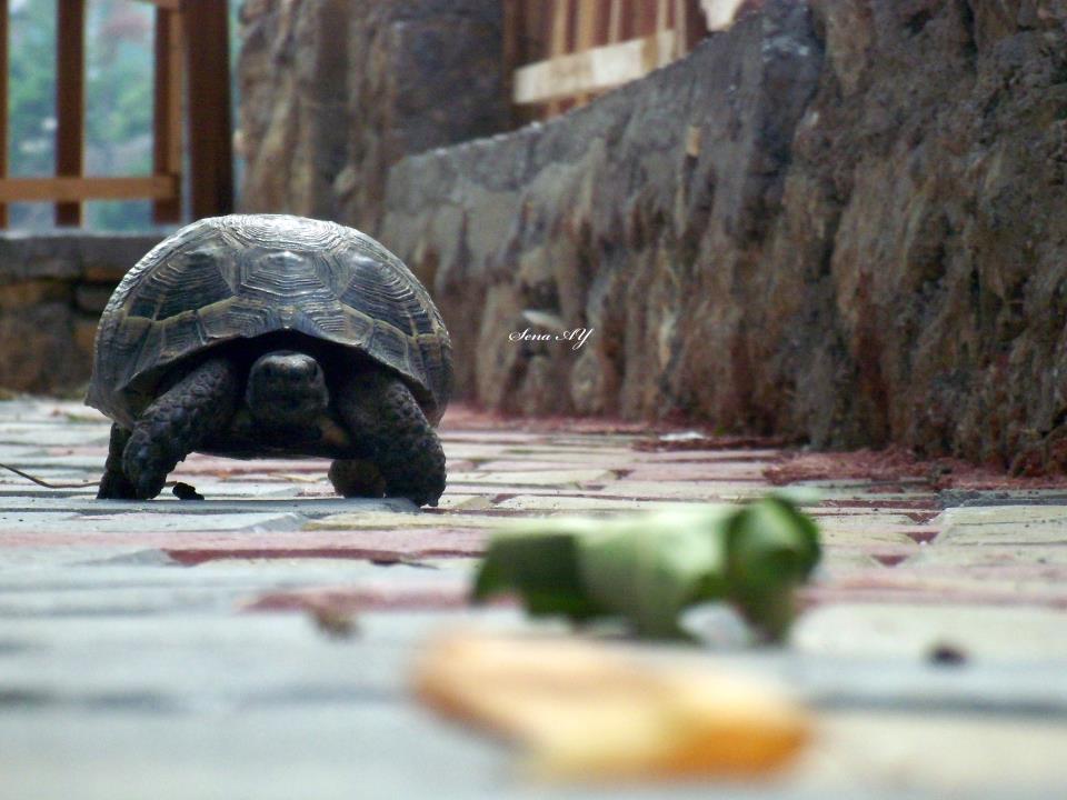 Kaya Kaplumba�as�