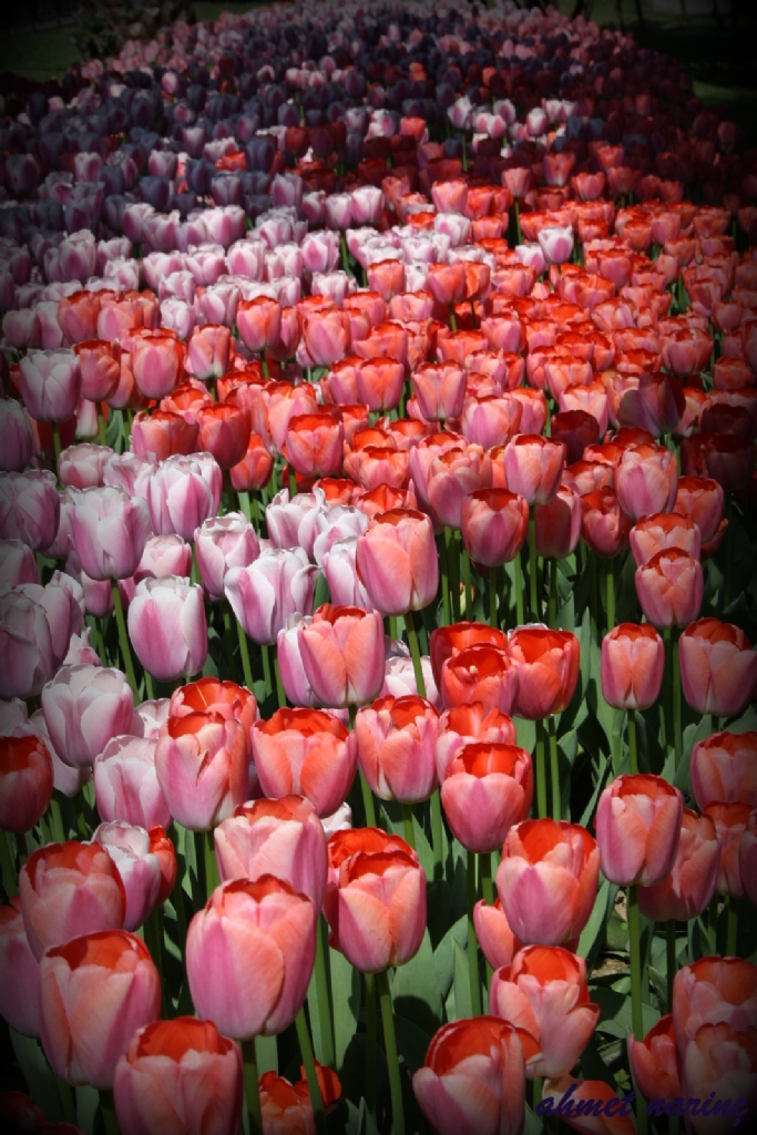 Tulip festival :)