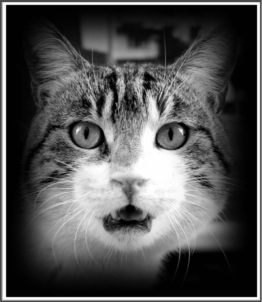 Bir Kedinin Portresi