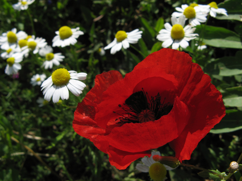 gelincik ve arkada papatya
