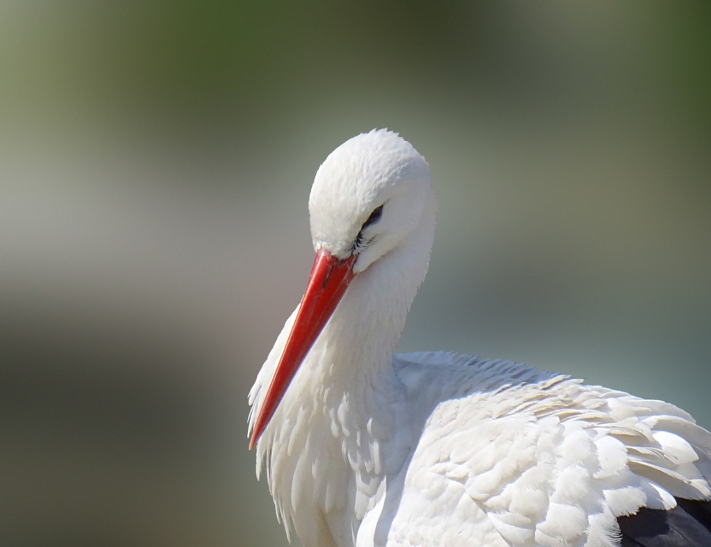 Stork