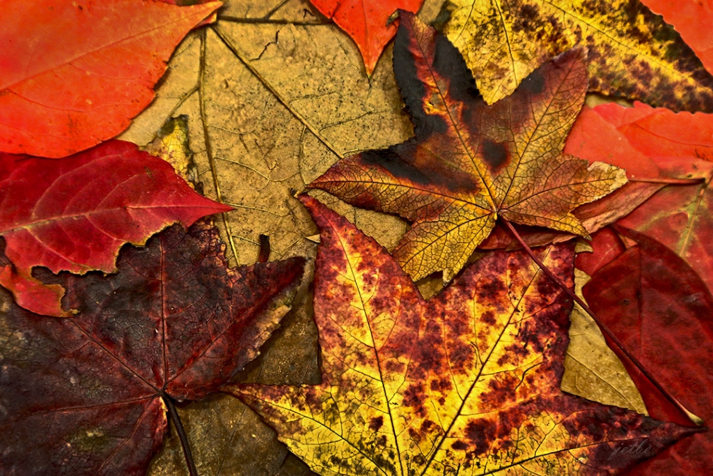 Sararan bir yaprak daha d��er dal�ndan nemli topra