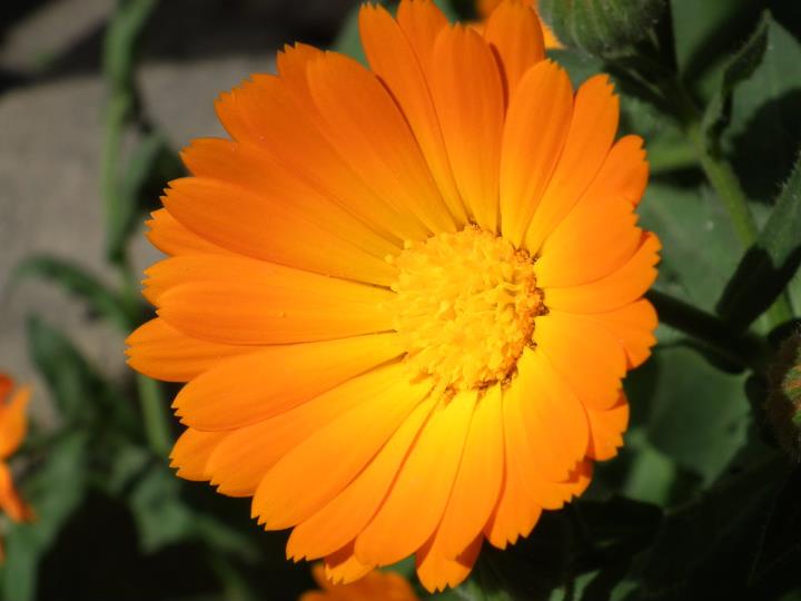 g�ne� yans�mas�