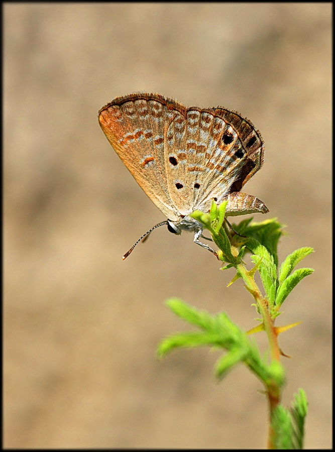 Chilades (Lachides) galba