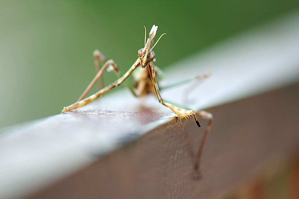 Mantis