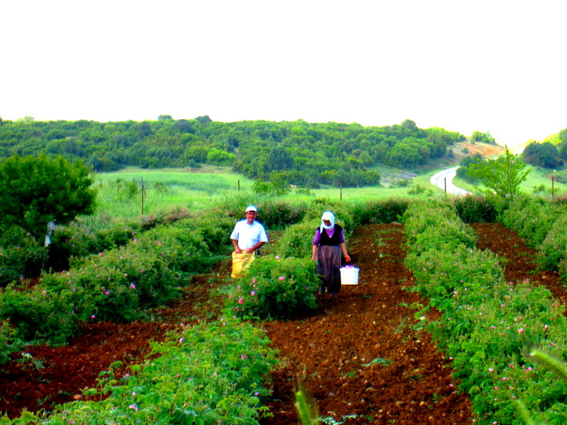 Gl yapra toplarken, lyasky