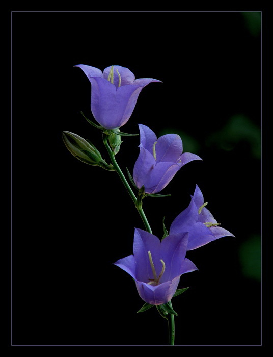 Campanula Ssp.