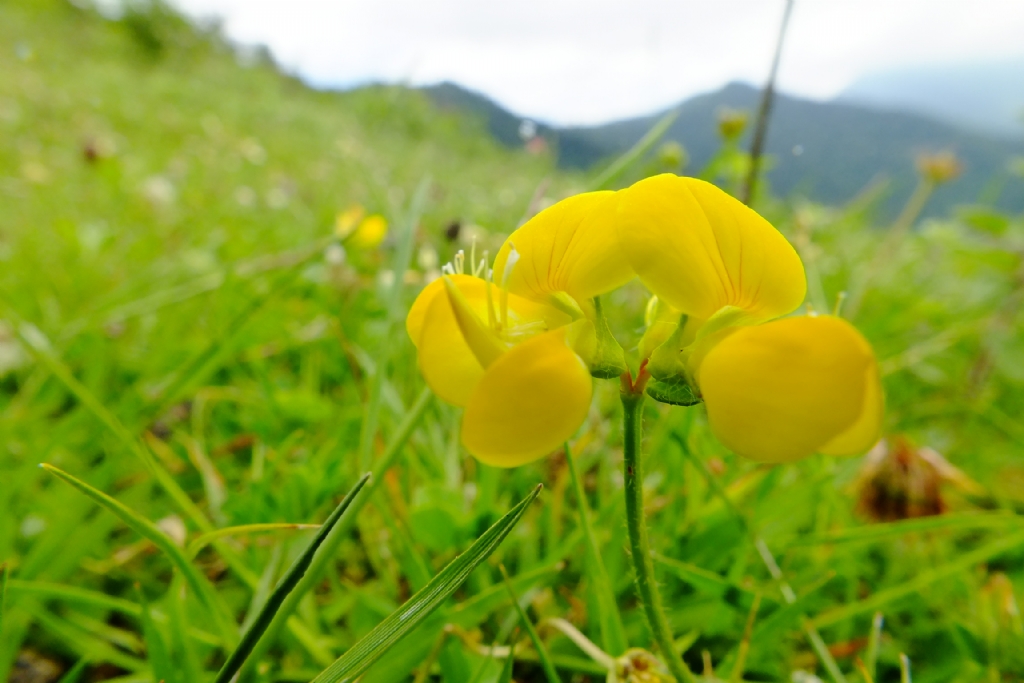trabzon akcaabat meeli kyunden