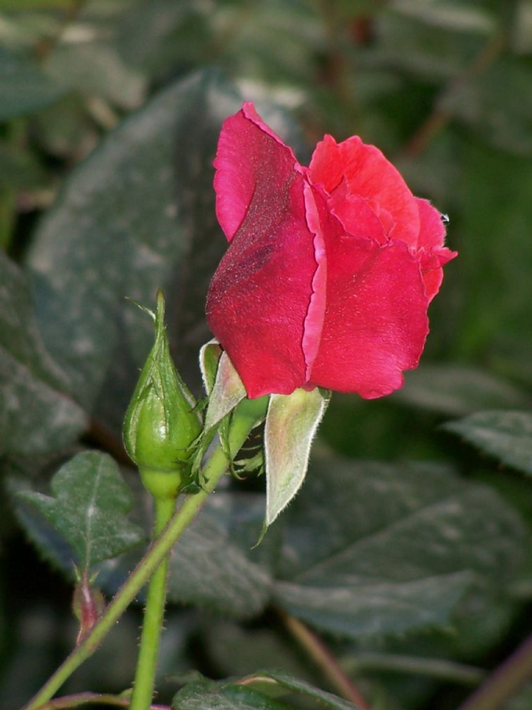 k�rm�z� g�l�n al� var...