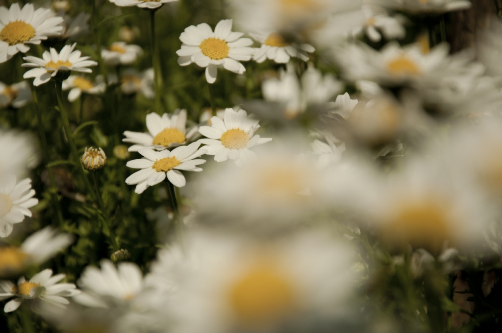 Yaz�n g�zel habercileri'13