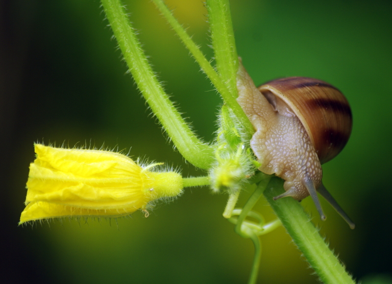 salyangoz ve �i�ek