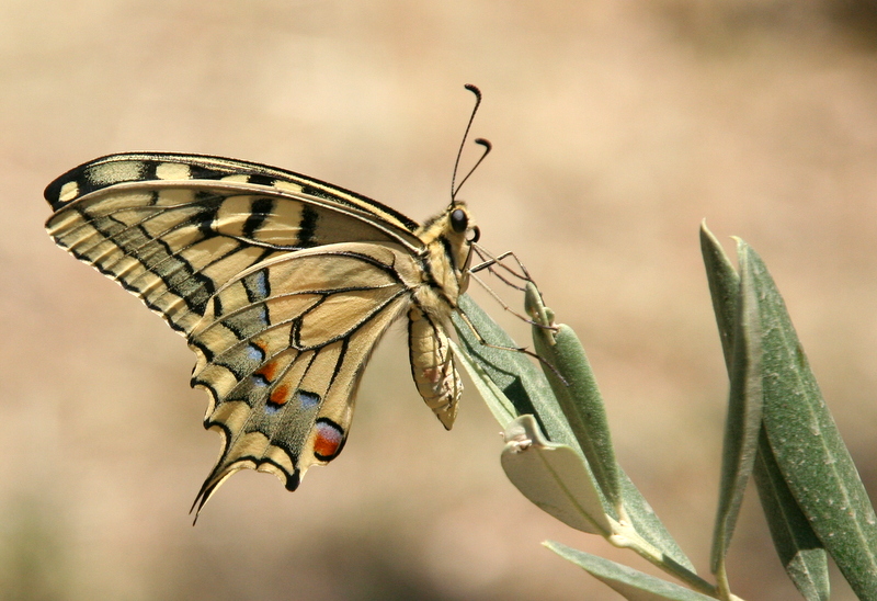 zeytin dal