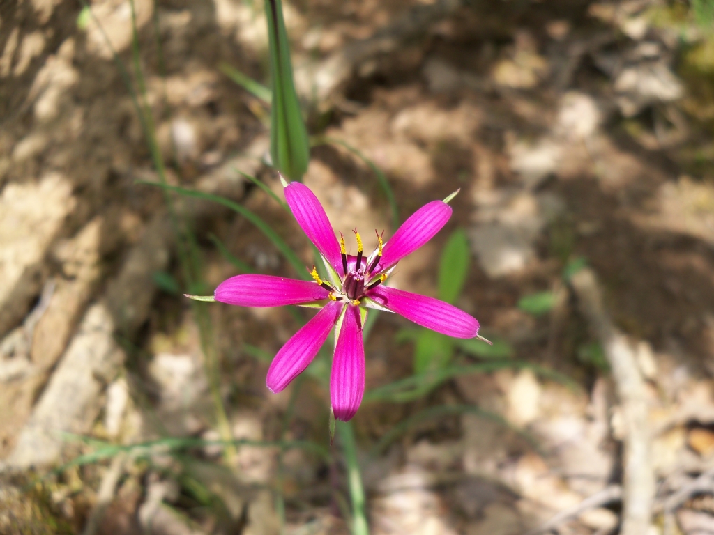 yemlik (tragopogon oligolepis)