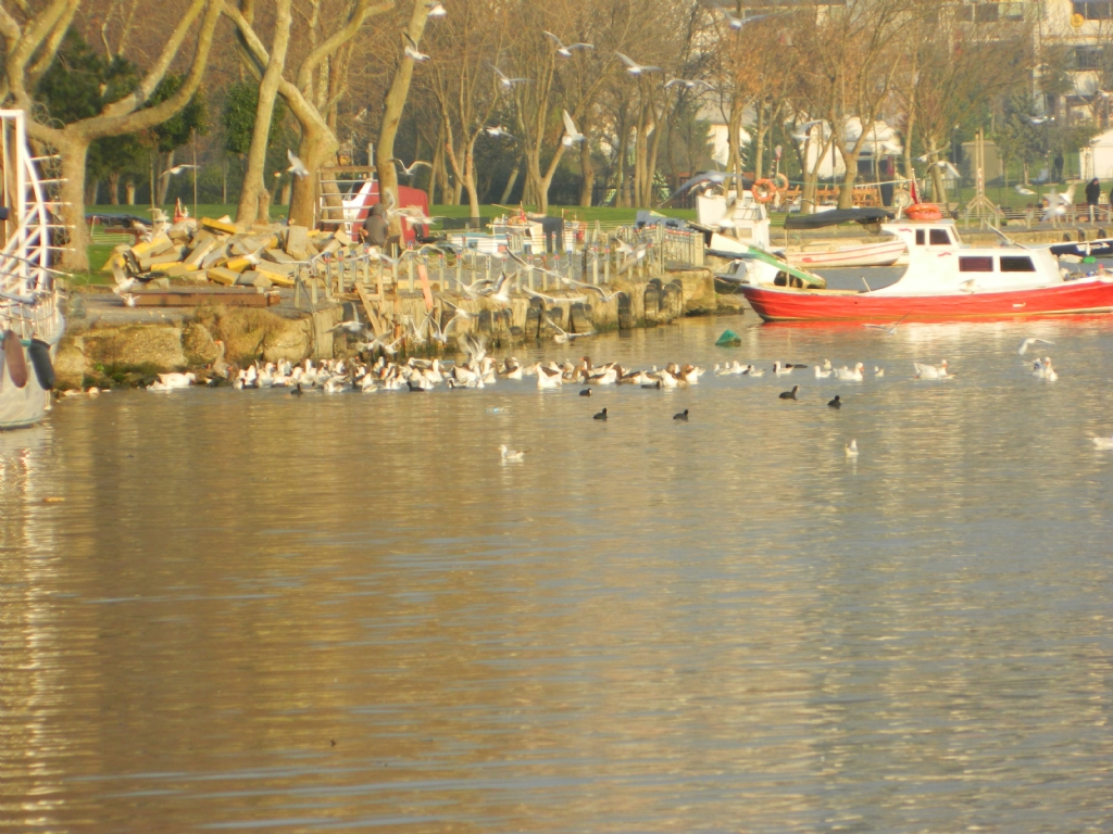 gne c derken bir k gn