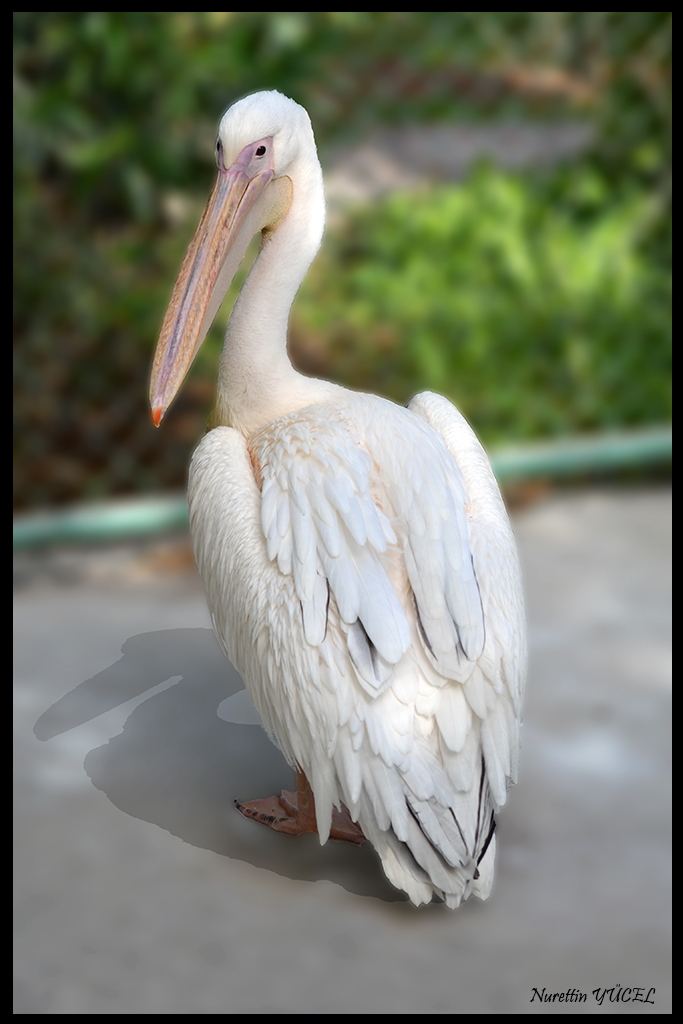 pelikan