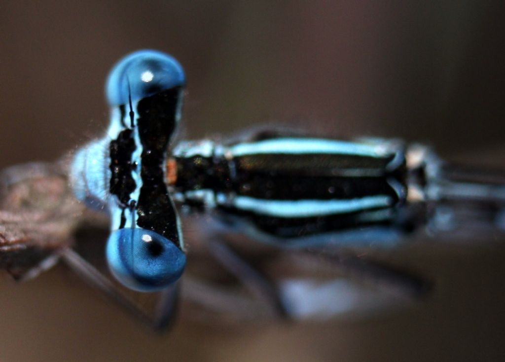 Mavi Mavi Masmavi G�zleri Boncuk Mavi:))