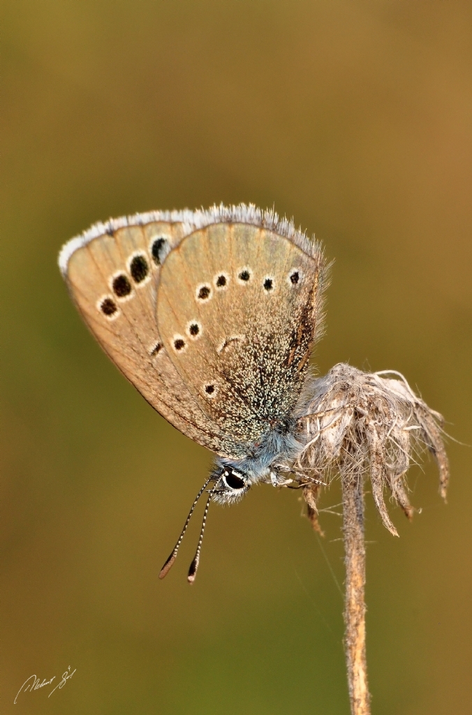 Anadolu Karagz Mavisi