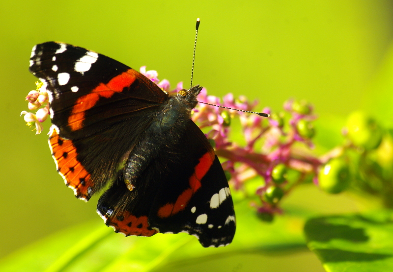 mevsimin son kelebekleri