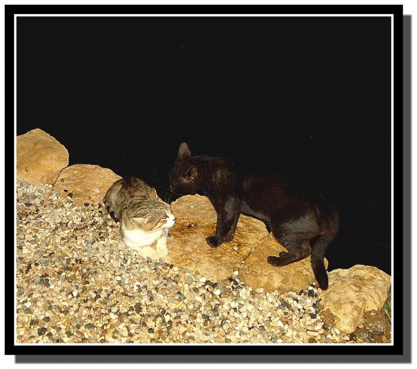 Pit sana ne diyeceim...