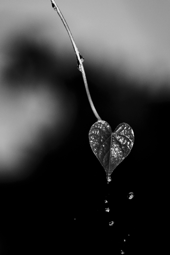 krk katre zemheri ...