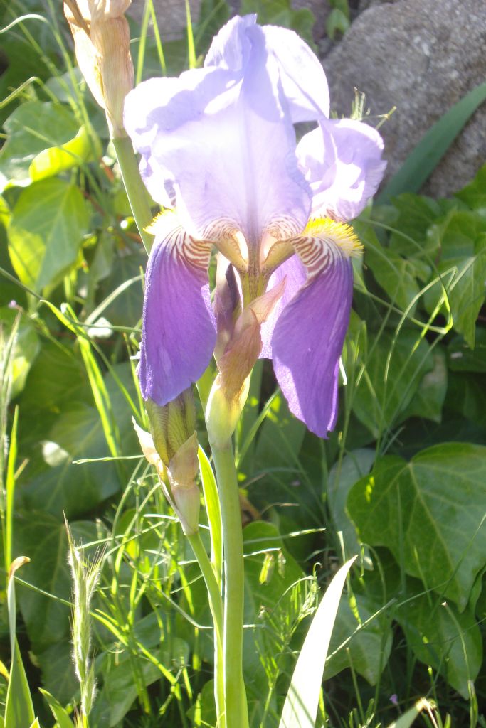 iris