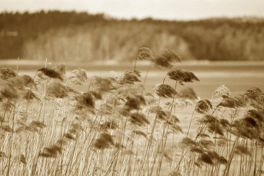 Esti Yine Deli Rzgar