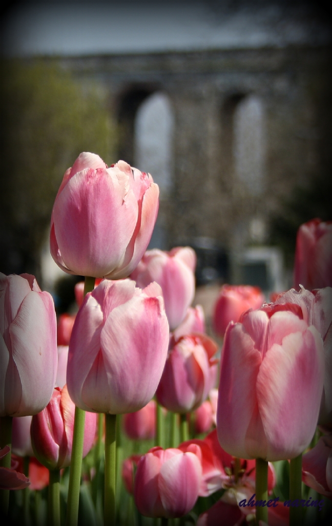  Tulip festival 2