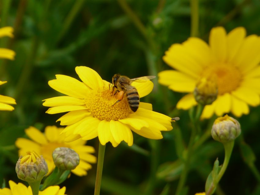 Kahvalt�l�k Bal �retimi