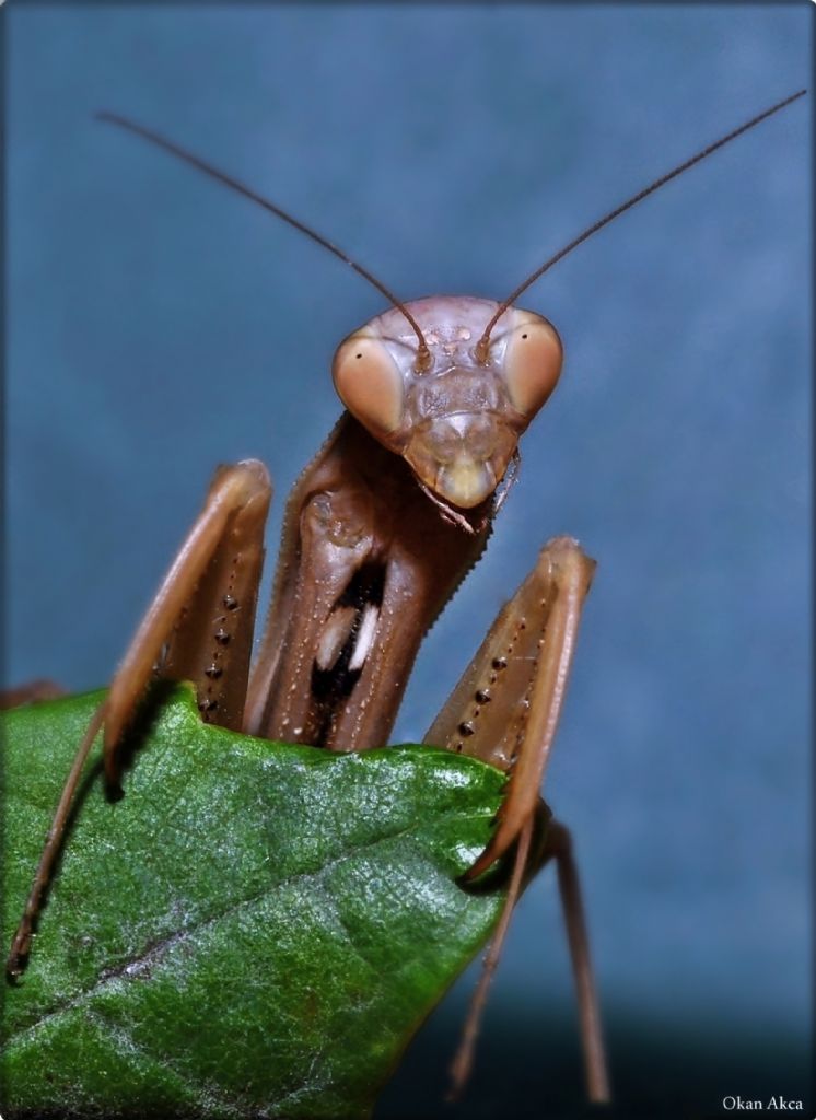 Sevimli Mantis