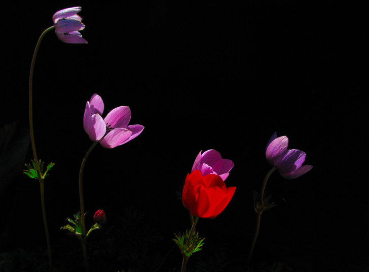 Terasmdaki Anemonlar.