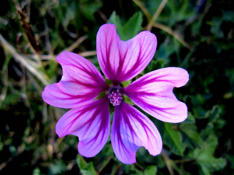 Avgan kanyon iekleri