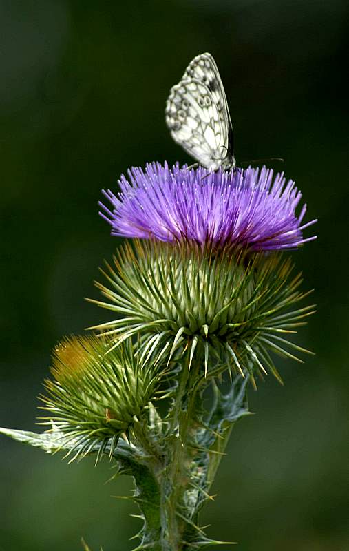 Mor uzeri bir guzel.