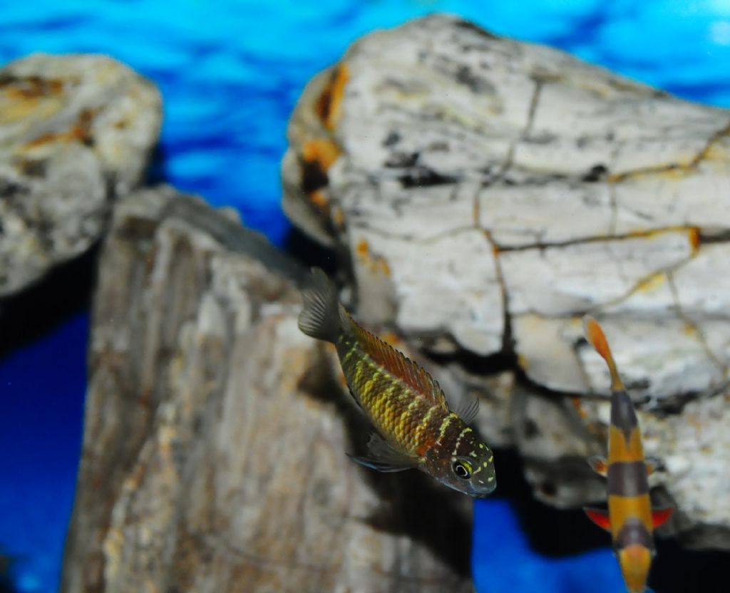 Tropheus red rainbow kasanga