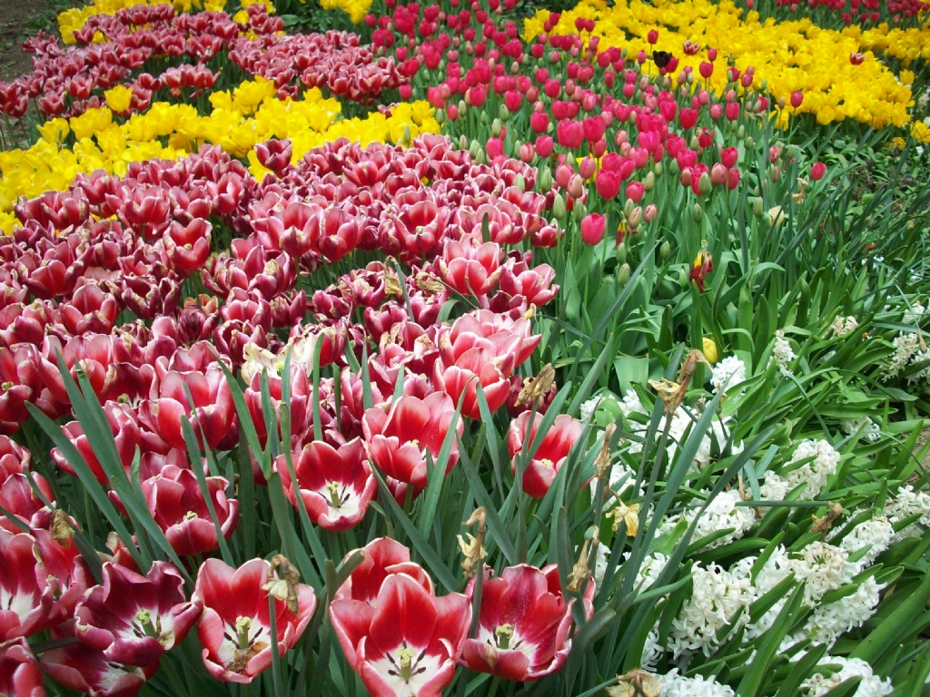 �imdi LALE zaman�...