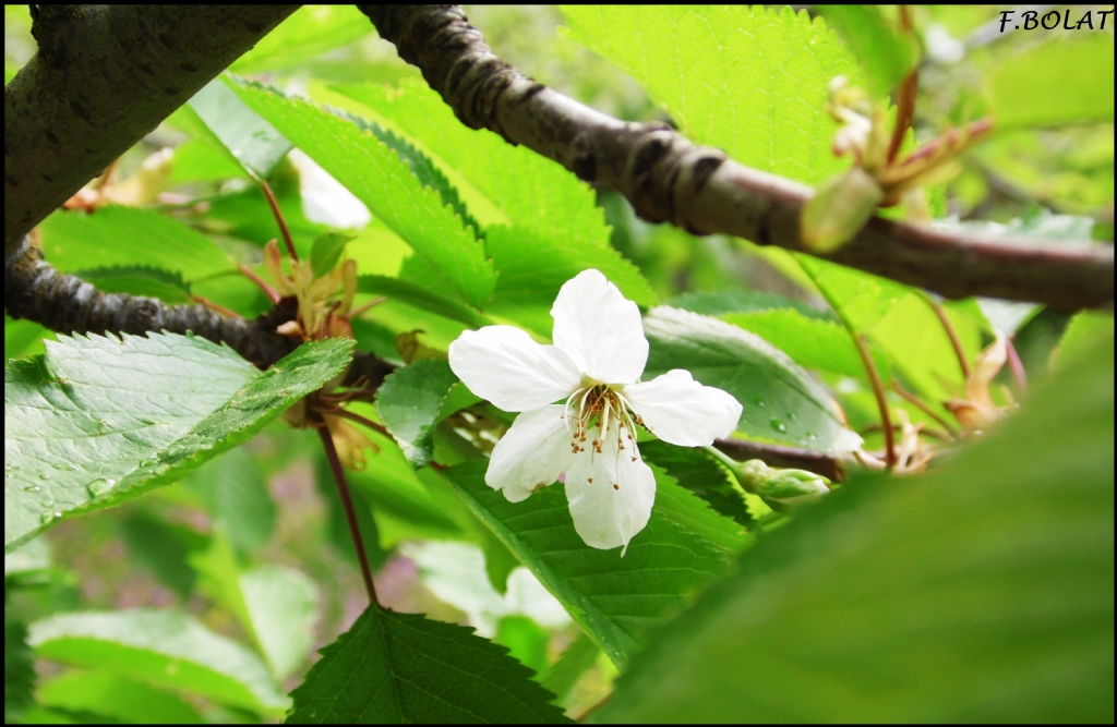 Elma iek Am Yaz m Gelecek :)