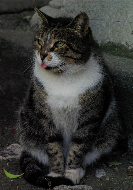 Dil ��kartan  Kedi