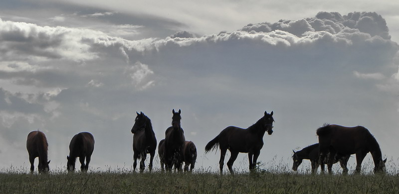 thunder horses