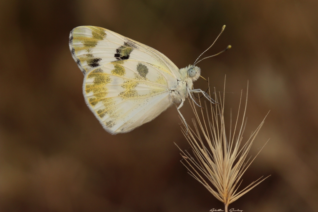 Benekli Melek Kelebek