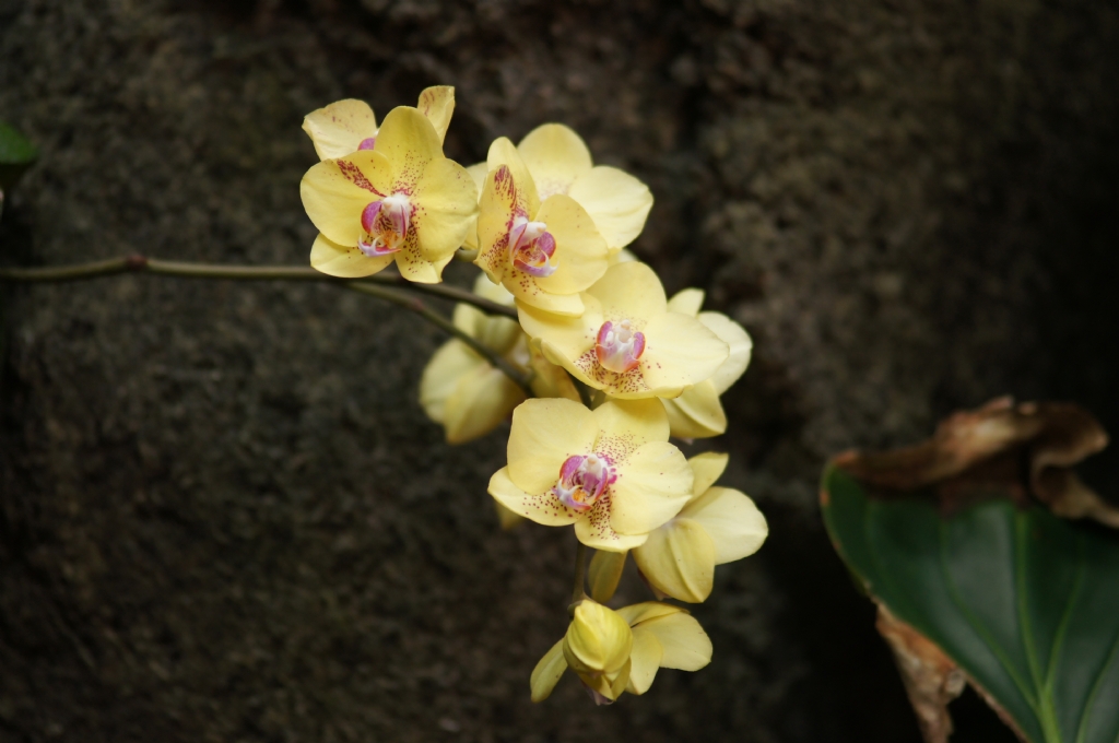 Vahsi Orkide