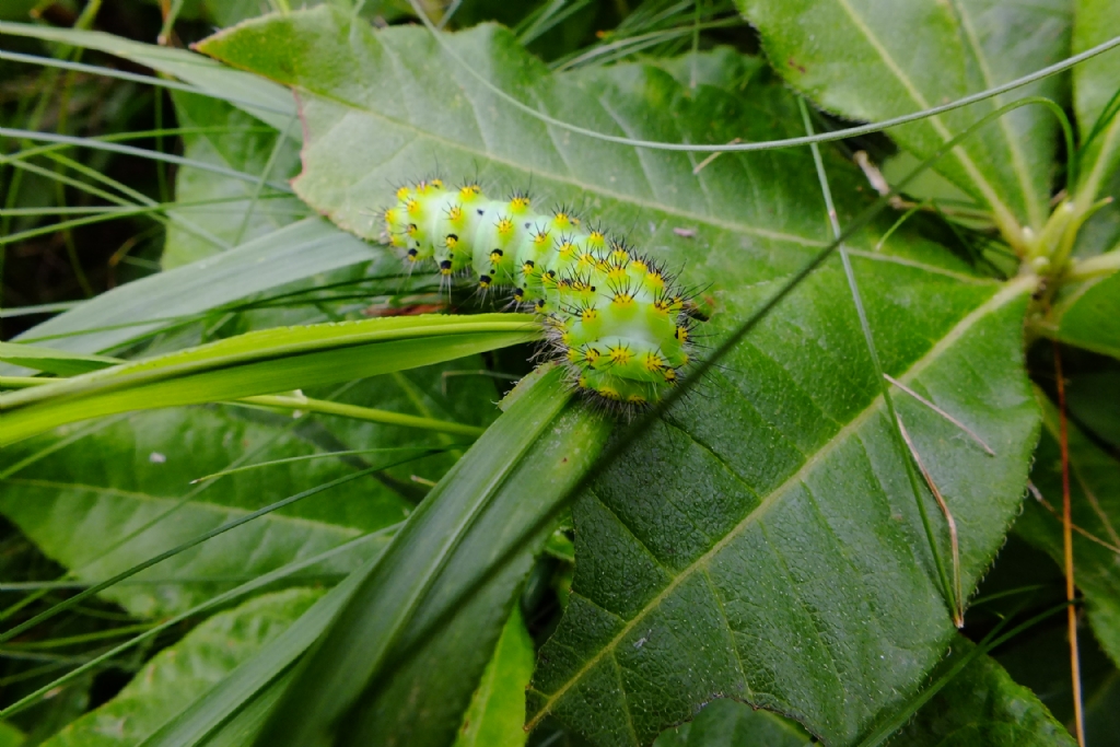 trabzon akcaabat meeli kyunden