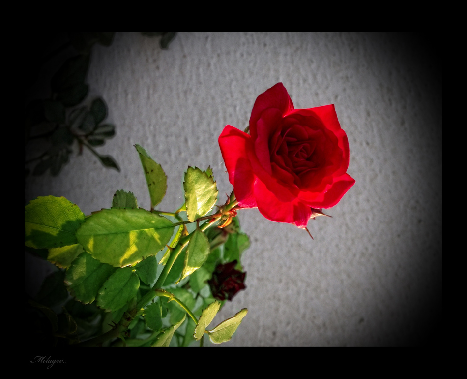 EL MENSAJE DE LAS  ROSAS…