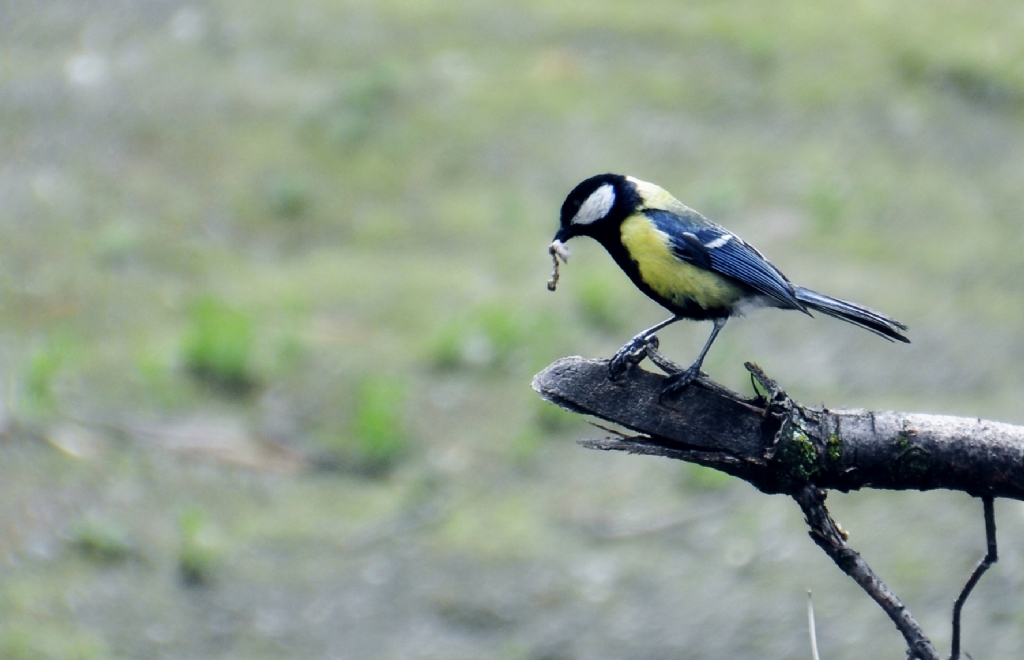 Yavrularn besleyen anne.