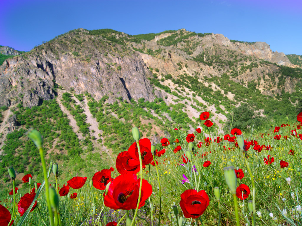 dersim...