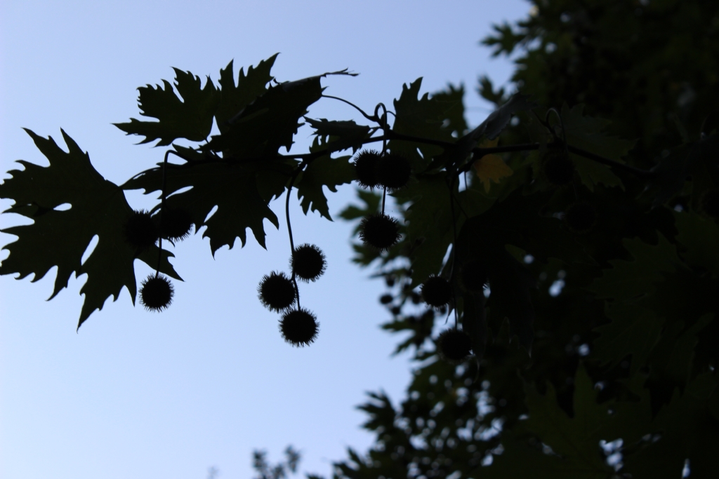 b�y�k ��nar�n k���k meyvesi