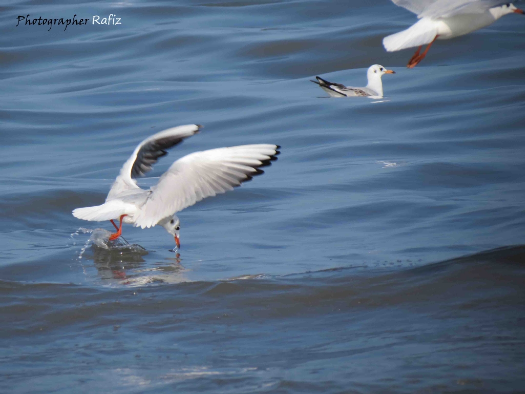 qa�ay�-(mart�)