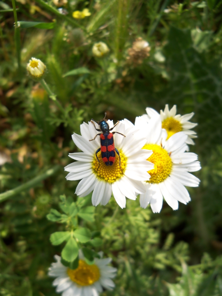 trichodes leucopsideus