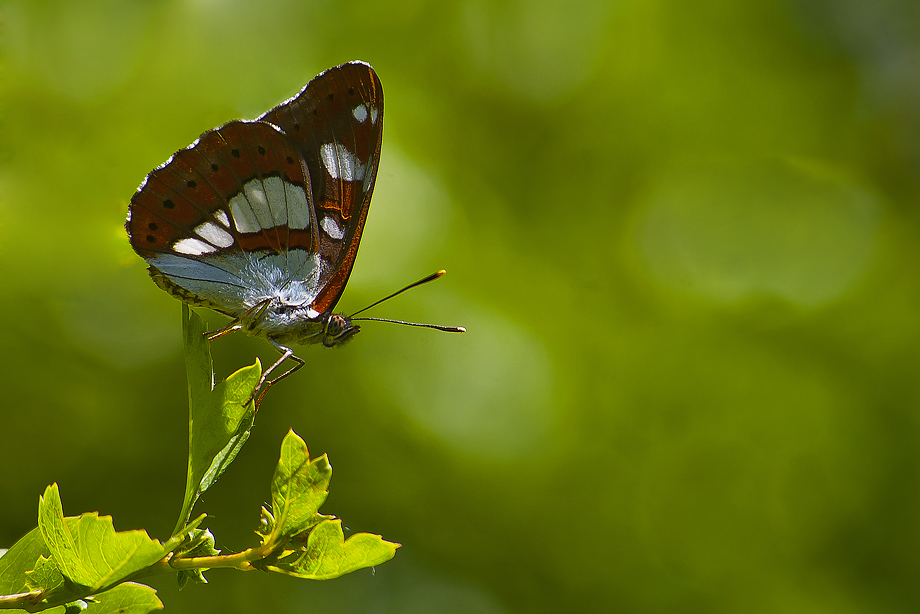 Rengarenk ya�amlar...