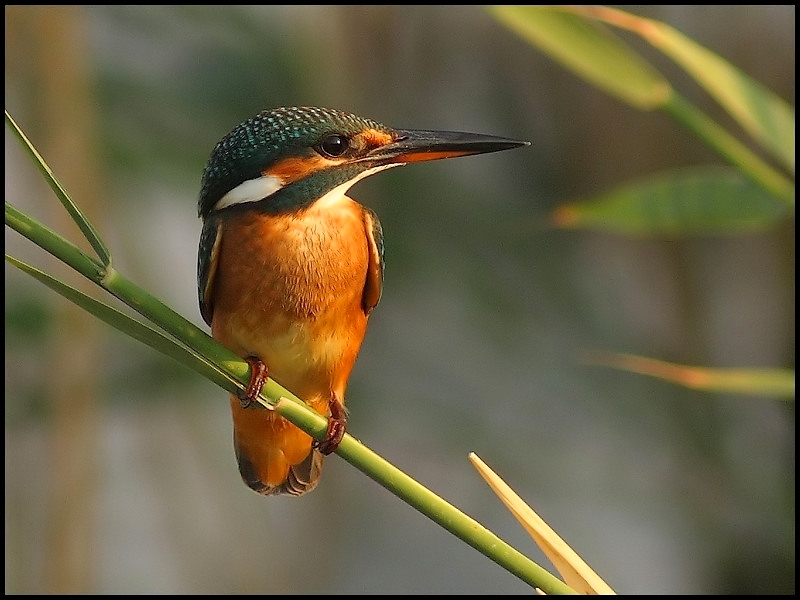 Mrs . Yal��apk�n� 